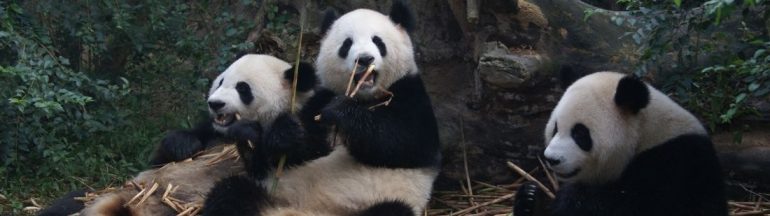 Reserva de pandas de Chengdu