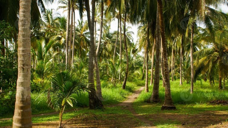 Imagen de la isla Lacustre de Colombia