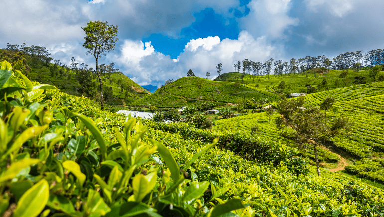 Plantaciones de té en Haputale