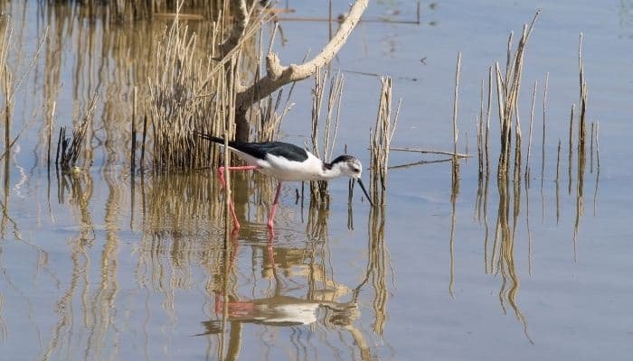 Excursión al Delta del Ebro + Paseo en barco | 