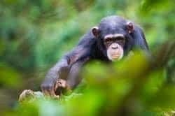 Descubre Uganda