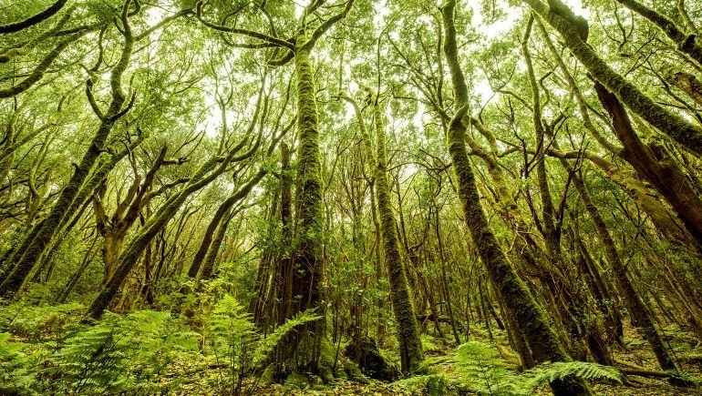 Bosques en Isla La Gomera