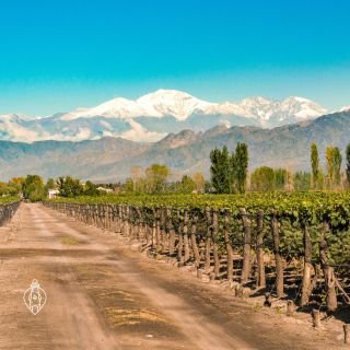 ¡Hola, viajerxs 👋!  Bienvenidxs a la tierra del sol eterno y vino exquisito: Mendoza, un paraíso enclavado en los Andes argentinos. 🌄🍷 En esta región mágica, cada rincón cuenta una historia de tradición, naturaleza y aventura.🏔🇦🇷  🍇🍇 Embárcate en una travesía vinícola por los famosos viñedos de Mendoza, donde el vino es una obra de arte en cada botella. Degusta sus tintos y blancos, aprende sobre el proceso de producción y sumérgete en la cultura vitivinícola que define esta región. No puedes dejar de probar el mejor vino del mundo 🍷🍷  🏞🚵♀️ Para los amantes de la naturaleza y la aventura, los senderos de montaña ofrecen experiencias únicas. Desde excursiones a la imponente cordillera hasta emocionantes rutas en bicicleta de montaña, Mendoza tiene algo para todxs lxs exploradores.  🌄✨ No te pierdas el espectáculo natural de los Andes en el Parque Provincial Aconcagua. La majestuosa montaña más alta de América es un desafío para los alpinistas y un deleite para los ojos de todxs.  🌅 ¿Quieres llevar tu aventura al siguiente nivel? Arrójate en parapente y contempla la belleza de Mendoza desde las alturas. ¡La vista panorámica es verdaderamente asombrosa y sentirás lo que es volar!  🍇🍷 ¿Quieres saber más? ¡Visita bloudit.com y te lo contamos todo! 🇦🇷💖  #Bloudit #viajar #destinos #viajeros #viajes #instatravel #travel #beautifuldestinations #vacaciones #turismo #exploraelmundo #mundo #bucketlist #america #aconcagua #argentina #mendoza #enoturismo